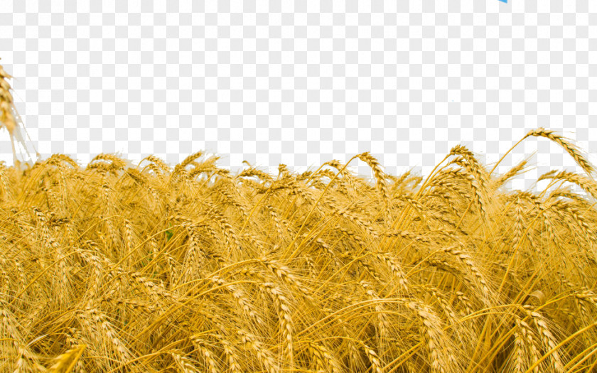 Common Wheat Crop High-definition Television Cereal PNG wheat television , field, field illustration clipart PNG