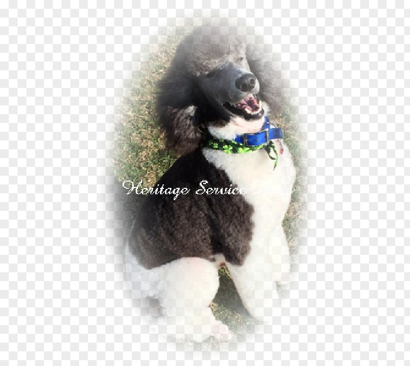 Giant Poodles Parti Standard Poodle Miniature Puppy Dog Breed PNG