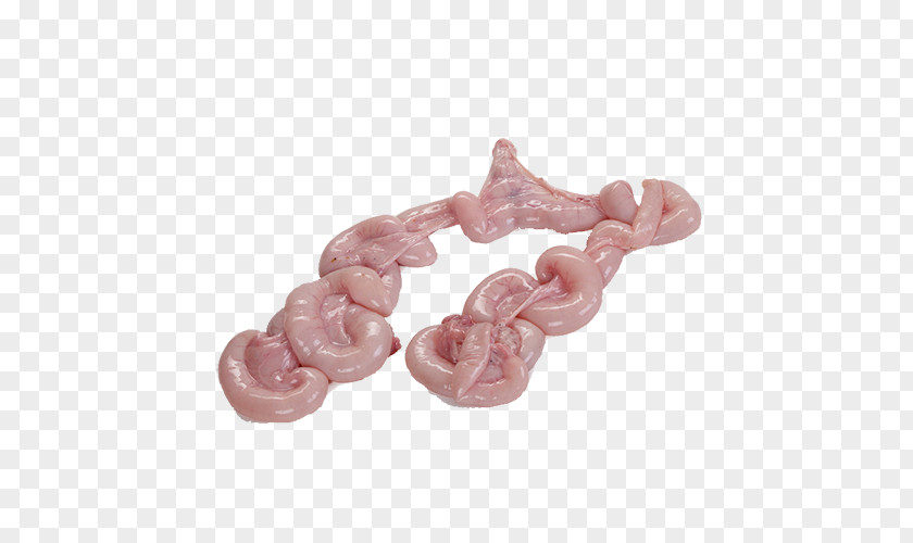 Pig Uterus Domestic Pork Food PNG