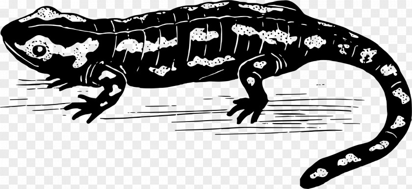 Salamander Tyrannosaurus Clip Art PNG