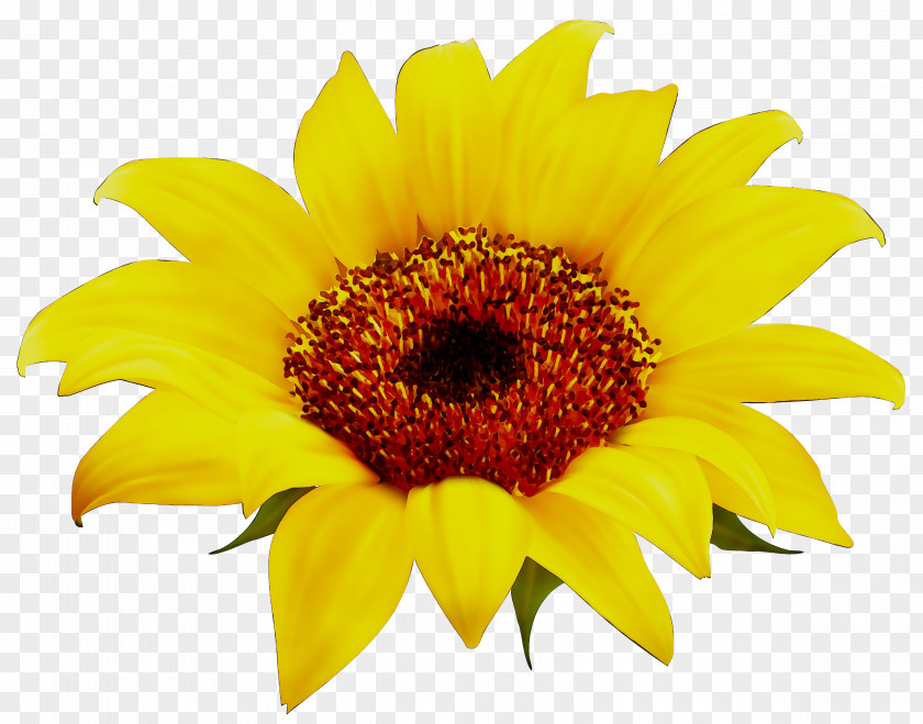 Stock Photography Image Desktop Wallpaper Sunflower PNG