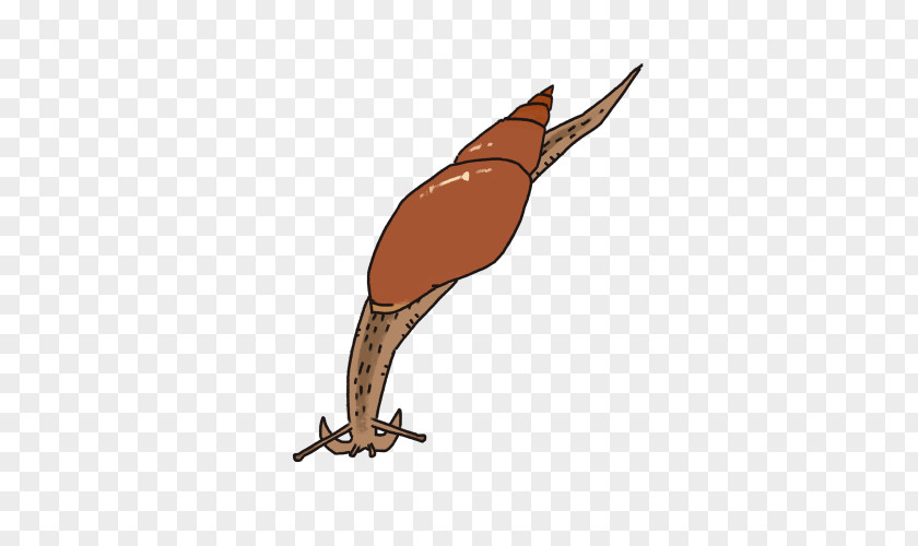 Beak Fauna Galliformes Wildlife Animated Cartoon PNG