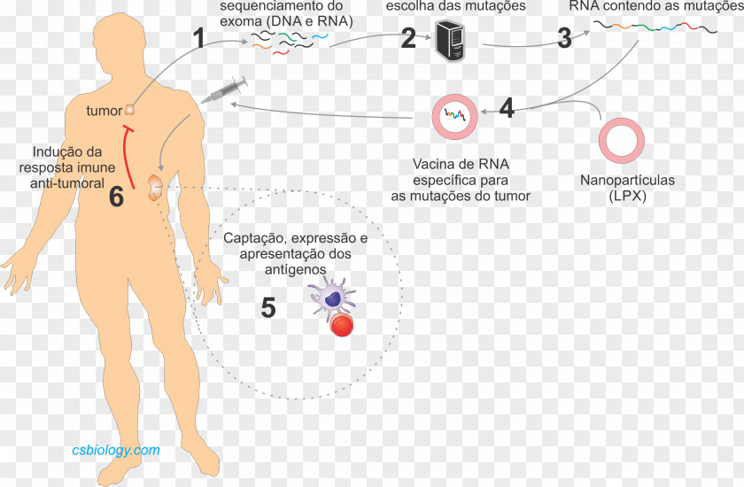 Cancer Vaccine Immunology Immune System Immunotherapy PNG