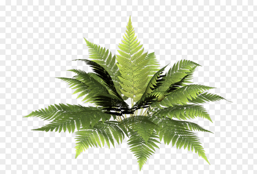 Leaf Fern Vascular Plant Burknar Clip Art PNG