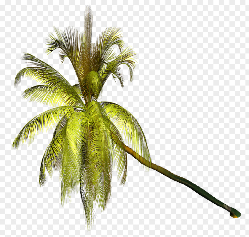 Vf Coconut Arecaceae Clip Art PNG