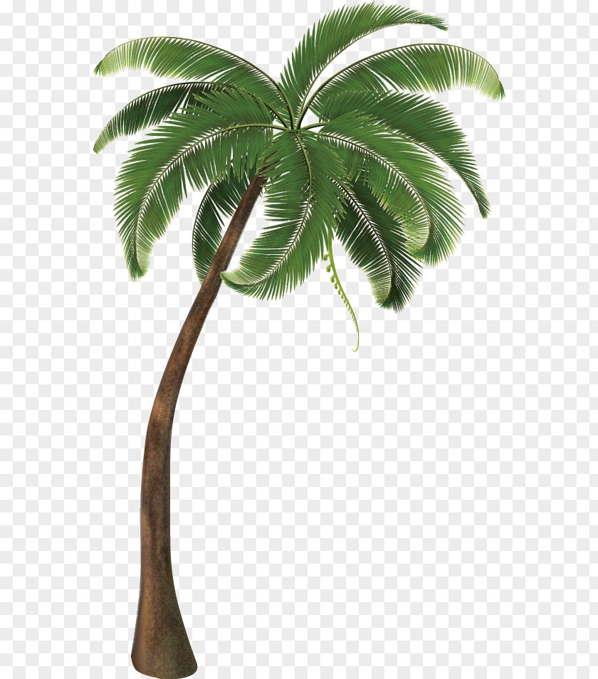 Coconut Tree Decorative Design Vector Travel Pack Vacation Icon PNG
