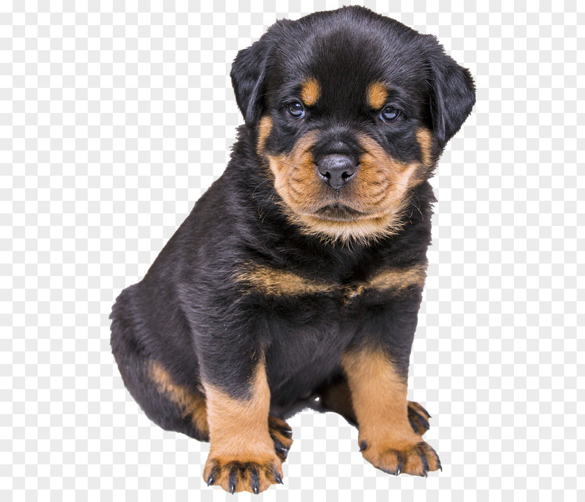 Creative Pet Dog Rottweiler Puppy Boxer Siberian Husky German Shepherd PNG