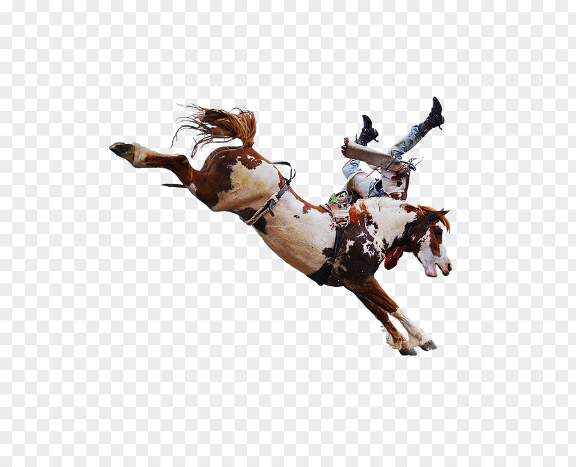 RODEO Mustang Stallion Equestrian Rein Rodeo PNG
