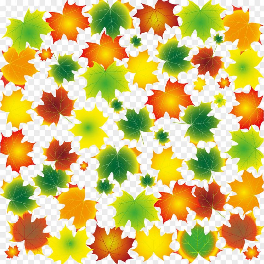Vector Colored Maple Leaves Leaf Tree PNG