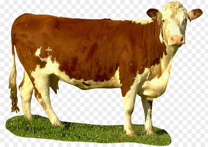 Dairy Cattle Calf Ox PNG
