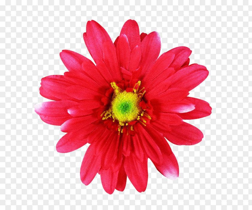 Flower Common Daisy Pink Flowers Dahlia PNG