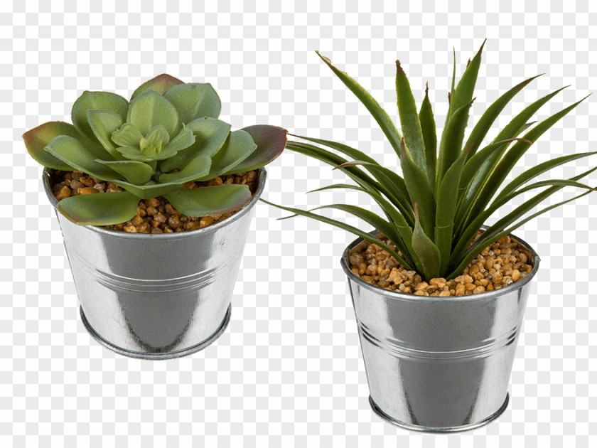 Succulent Plant Flowerpot Ceramic Glass PNG