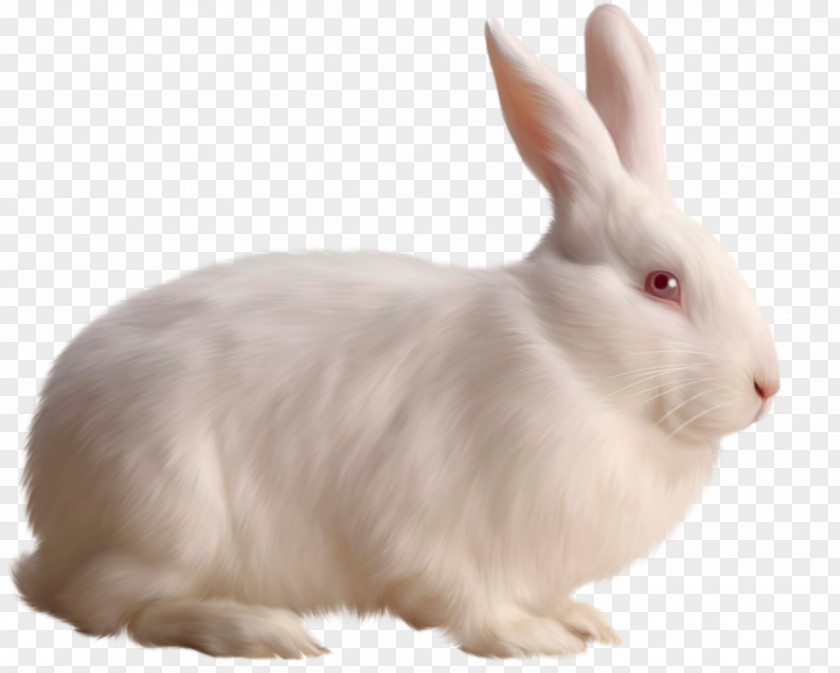 White Rabbit Free Clipart Clip Art PNG