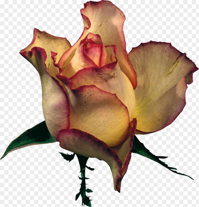 Yellow Rose Beach Flower Garden Roses Clip Art PNG