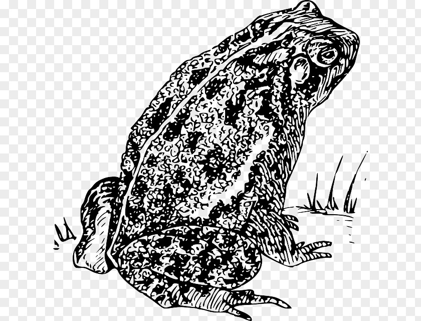Amphibian Frog And Toad Drawing PNG