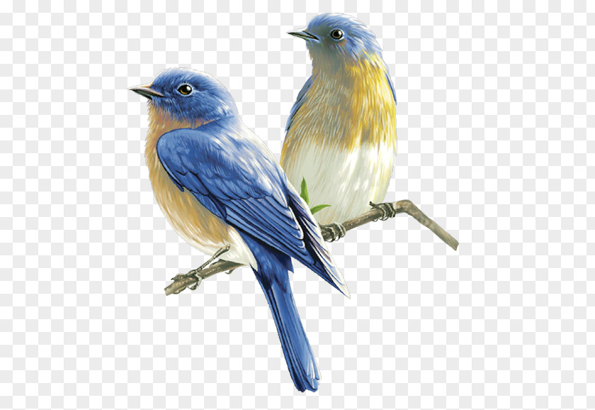 Birds Bird Clip Art PNG