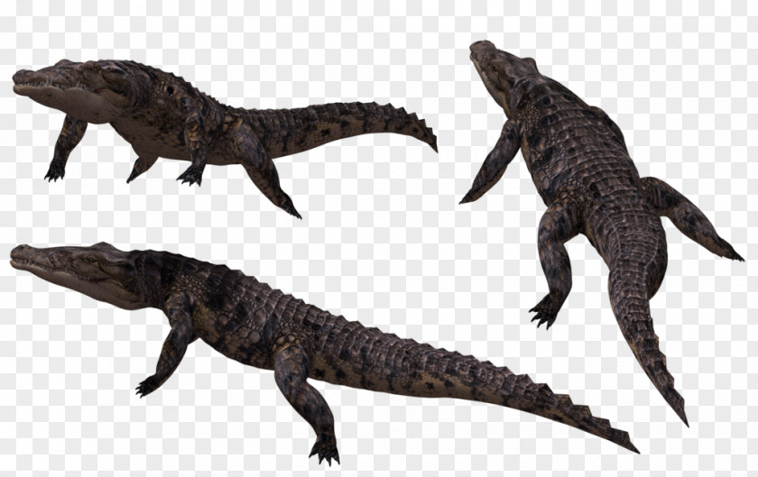Crocodile Crocodiles Alligator PNG