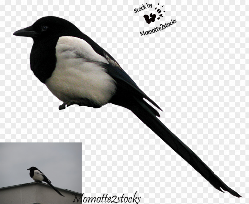 Cut Songbird Eurasian Magpie Crows PNG