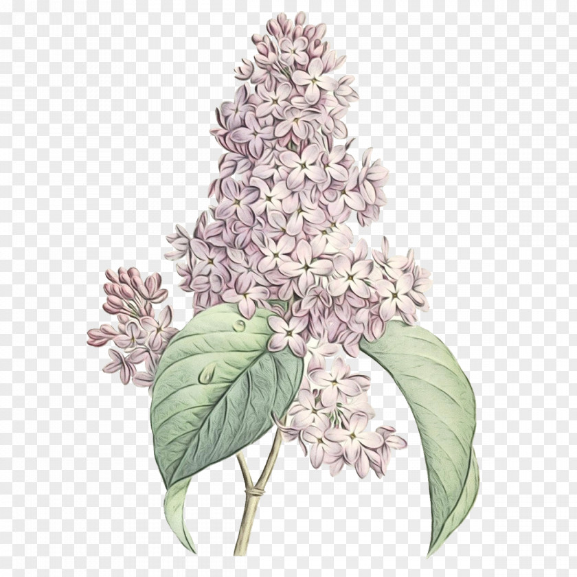Flower Lilac Plant Leaf PNG