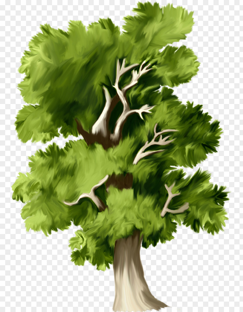 Forest Tree Web Page Clip Art PNG