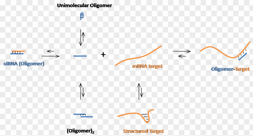 Modified Vector Small Interfering RNA Oligonucleotide Messenger Nucleic Acid Sequence PNG