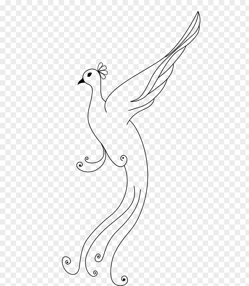 Peafowl Bird Line Art Clip PNG