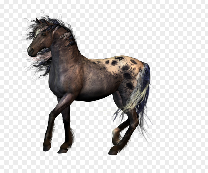 Race Horse Appaloosa Animal Clip Art PNG