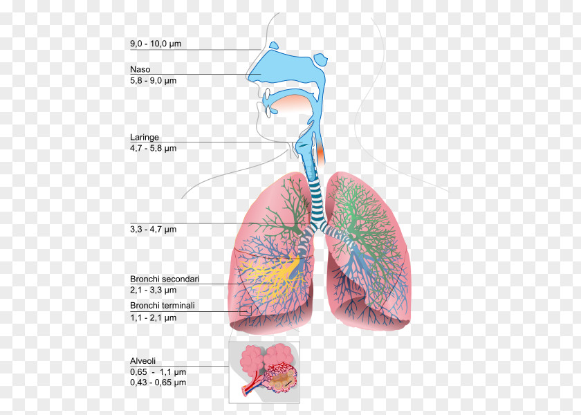 Respiratory System Lung Breathing Urdu Respiration PNG