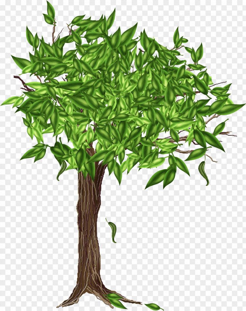 Tree Drawing Image PNG