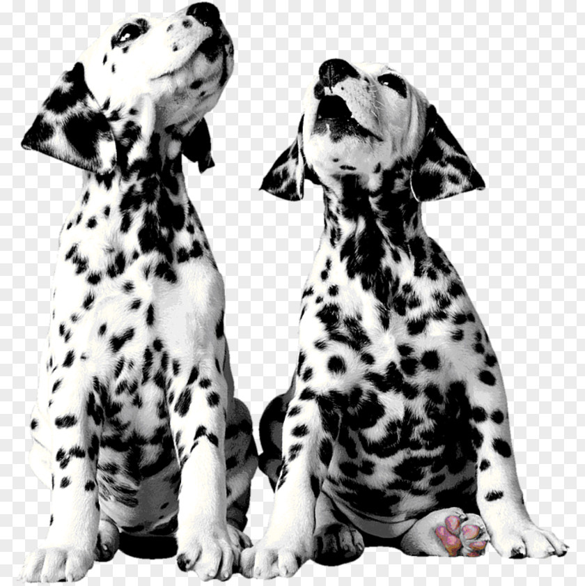 Dalmatians Dalmatian Dog Puppy The 101 Musical Pointer Breed PNG