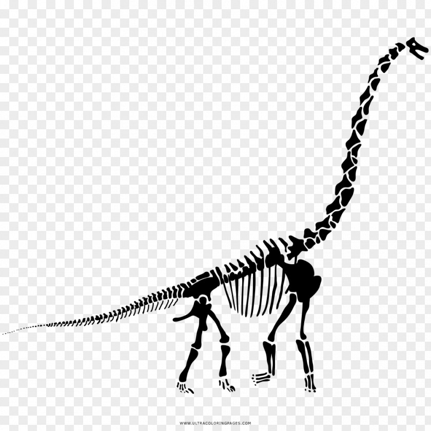 Dinosaur Diplodocus Velociraptor Tyrannosaurus Stegosaurus The Last Of Dinosaurs PNG