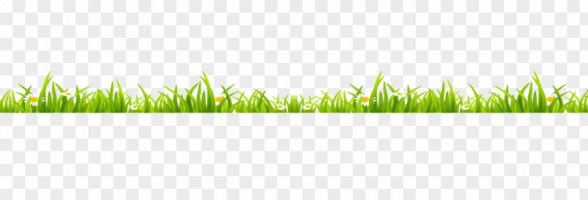 Lawn Grass Grasses Green Wallpaper PNG