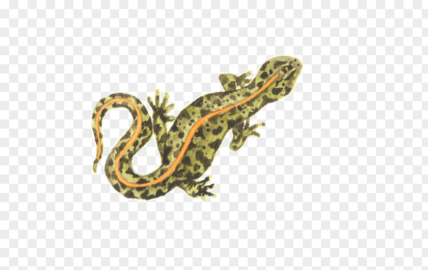 Lizard Gecko Amphibian Fauna Terrestrial Animal PNG