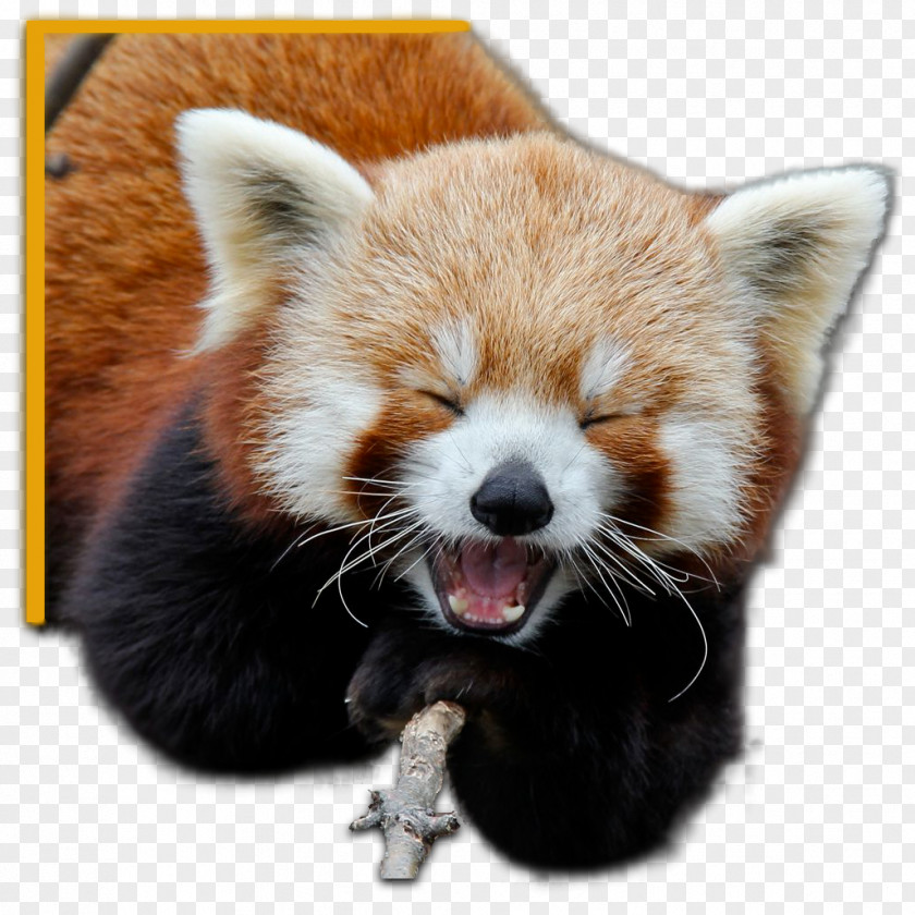 Red Panda Giant Animal Homo Sapiens Bird PNG