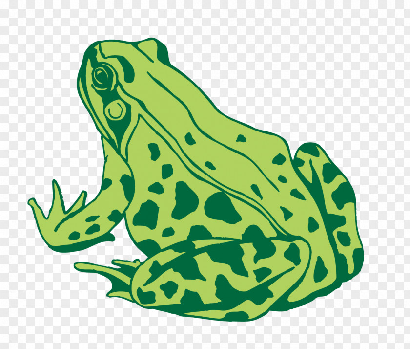 Vector Material Frog Predator Toad Euclidean PNG
