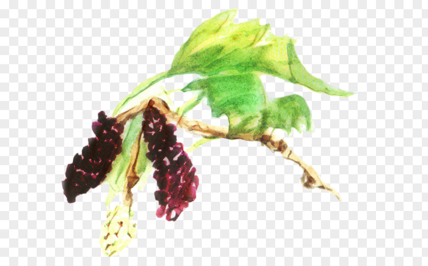 Vitis Tree Black PNG