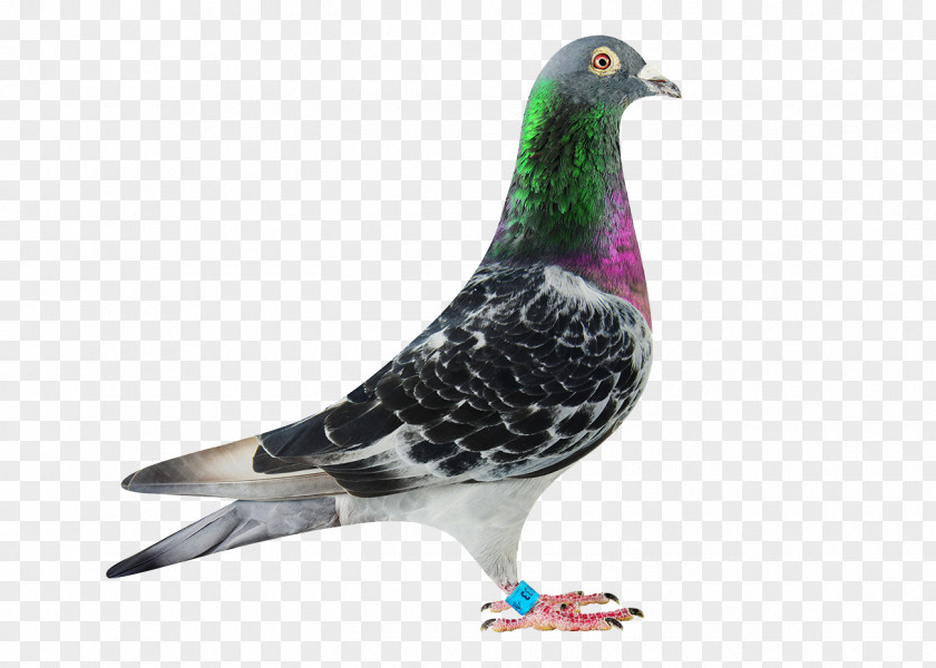 Columbidae Homing Pigeon Rock Dove Racing Belgium PNG