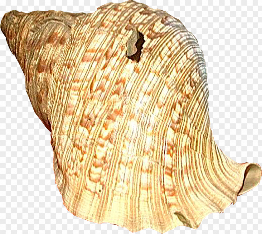 Conch Seashell Clam Sea Snail PNG