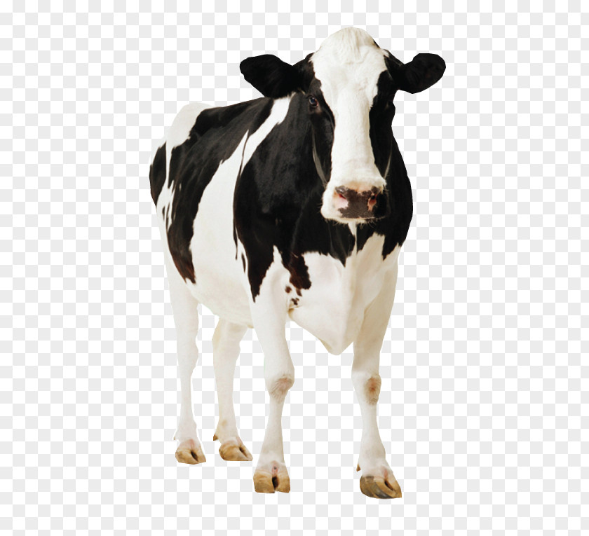 Cow Farm Holstein Friesian Cattle Standee Cardboard Poster Dairy Farming PNG