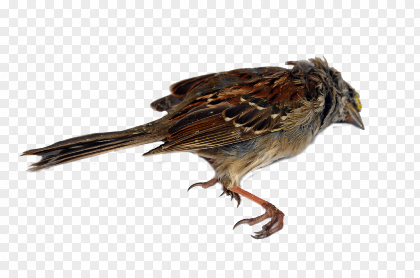 Death Bird Drawings House Sparrow Clip Art PNG