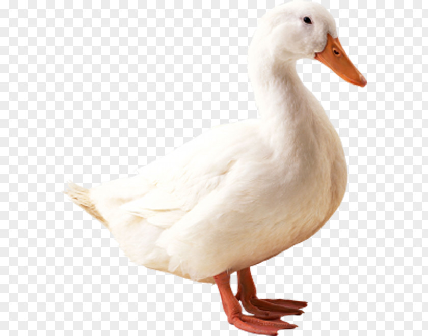 Great White Duck American Pekin Indian Runner Mallard Goose PNG