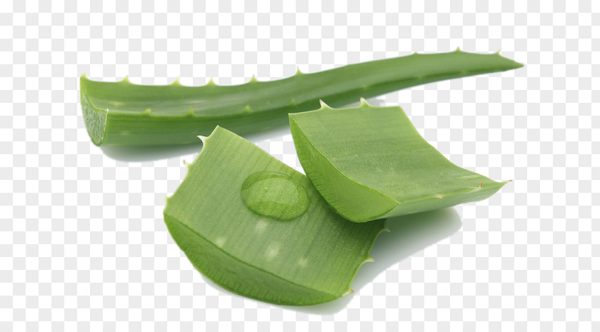 Green Aloe Vera Gel Skin Care Extract PNG
