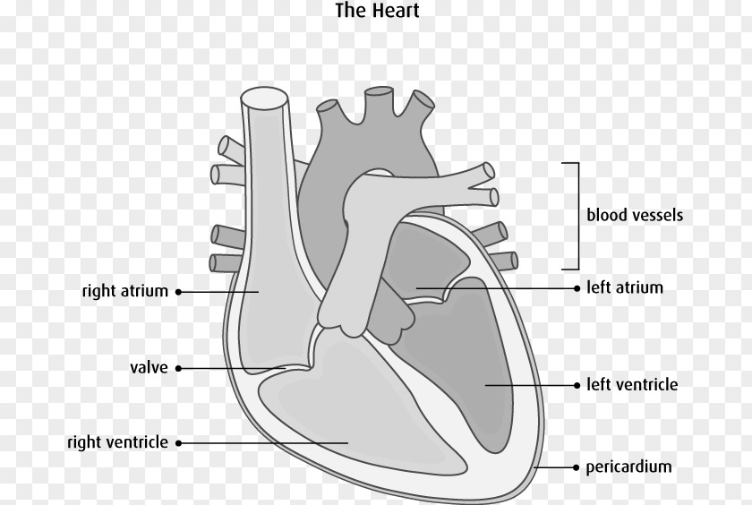 Heart Interventricular Septum Anatomy Diagram Cardiovascular Disease PNG