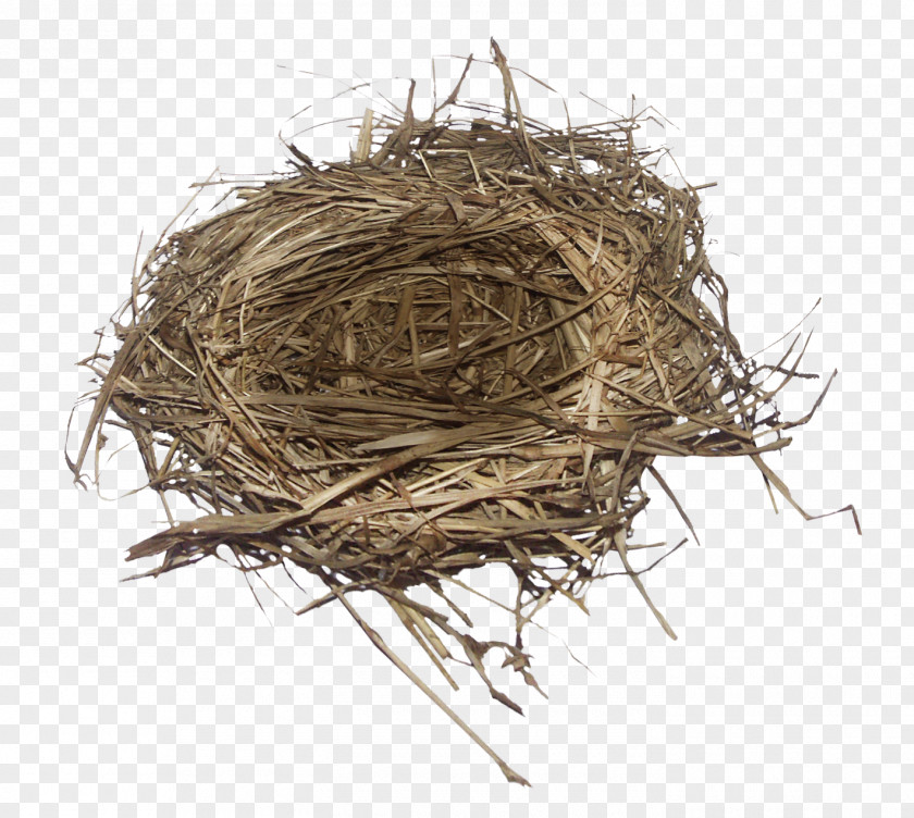Nest Bird PNG