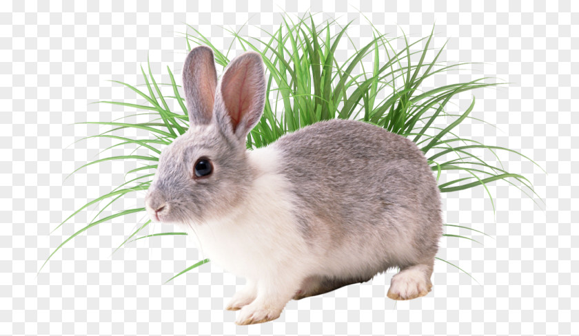 Rabbit European Conejos/rabbits Conejos / Rabbits PNG