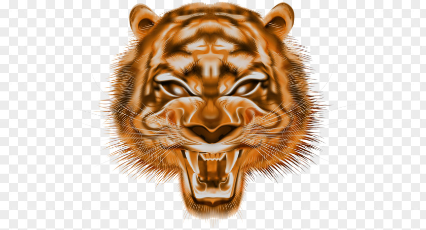 Tiger Lion Clip Art Image PNG