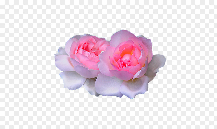 Wedding Garden Roses Pink Cabbage Rose Flower PNG