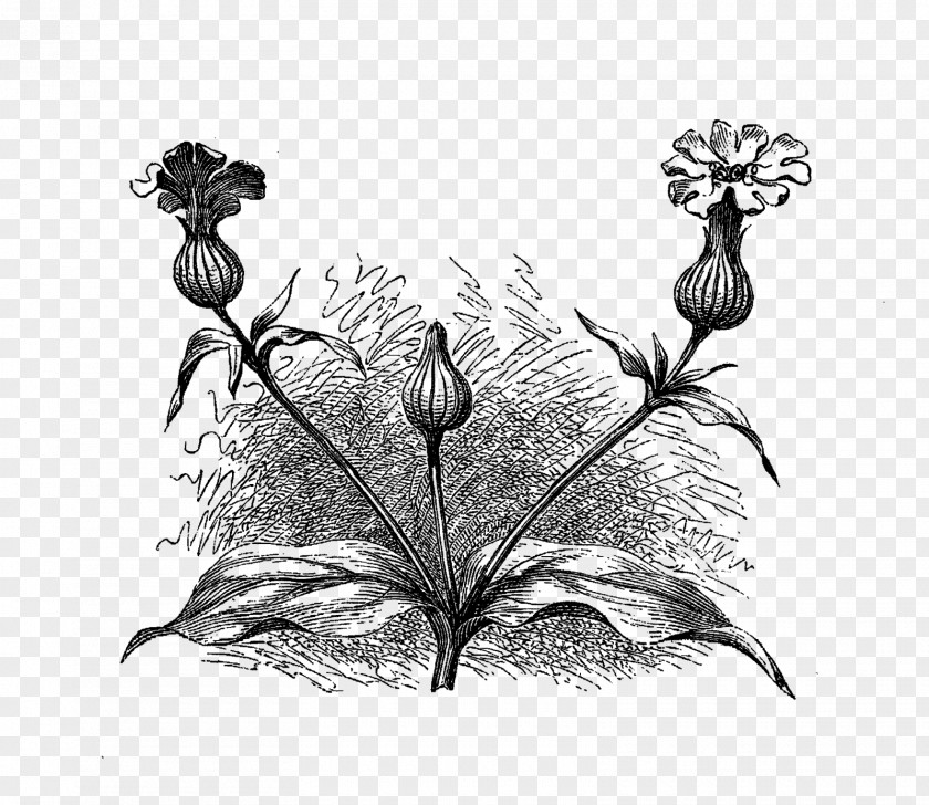 Wild Flower Drawing Visual Arts Clip Art PNG