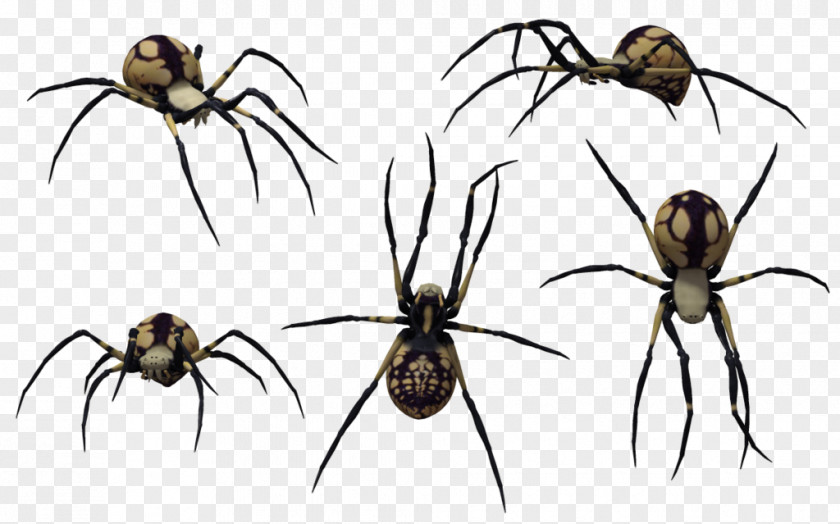 Black Widow Spider Art Redback Southern Web Clip PNG
