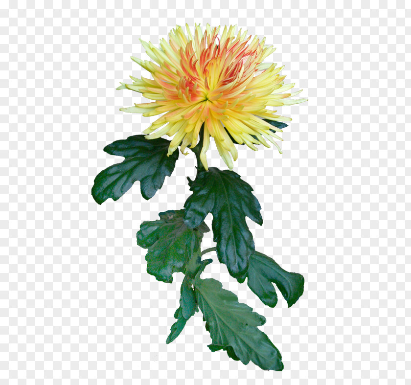 Chrysanthemum Safflower Dahlia Cut Flowers Dandelion PNG